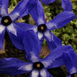 Cyananthus formosus